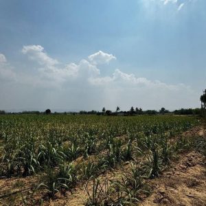 出售地皮-泰国-北碧-11200-平方米-16.09-01