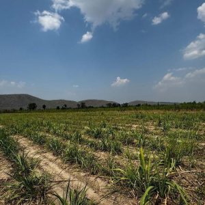 出售地皮-泰国-北碧-15200-平方米-16.09-01