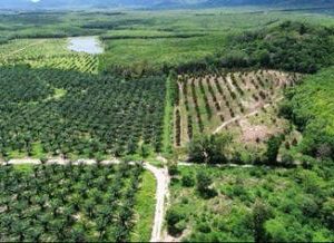 出售地皮-泰国-北碧-1920000-平方米-16.09-01