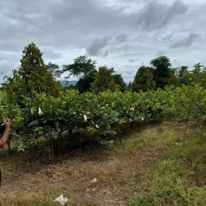 出售地皮-泰国-北碧-39200-平方米-15.78-01