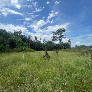 出售地皮-泰国-万仑-21788-平方米-7.09-01