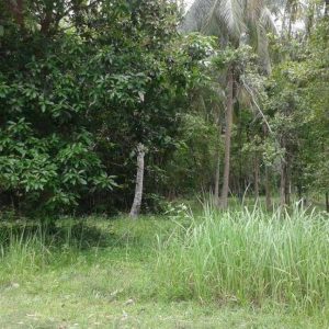 出售地皮-泰国-万仑-2400-平方米-50-01