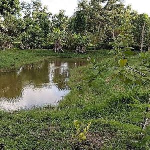 出售地皮-泰国-万仑-3200-平方米-107.15-01