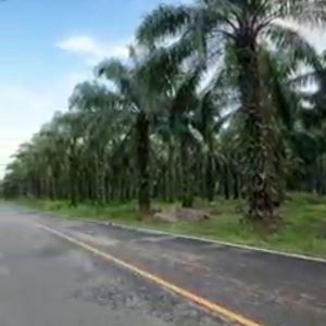 出售地皮-泰国-万仑-3372-平方米-12.23-01