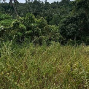 出售地皮-泰国-万仑-43372-平方米-256.15-01