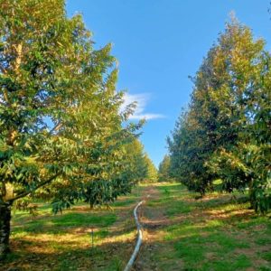 出售地皮-泰国-万仑-56104-平方米-16.52-01