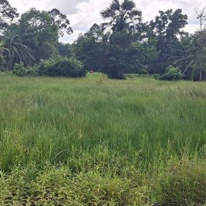 出售地皮-泰国-万仑-7520-平方米-25.72-01