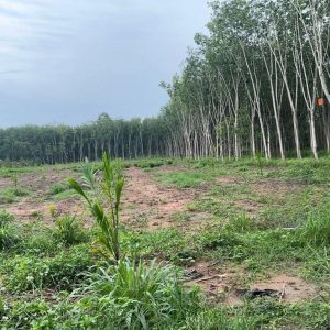 出售地皮-泰国-万仑-8000-平方米-7.29-01