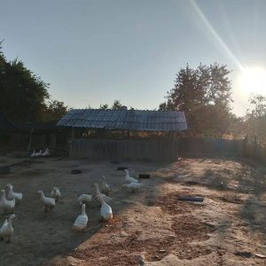 出售地皮-泰国-乌汶-1112-平方米-12.35-01