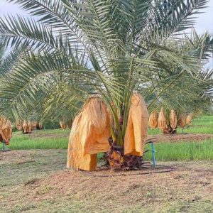 出售地皮-泰国-乌汶-14400-平方米-8.15-01