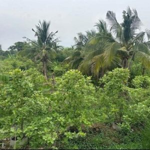 出售地皮-泰国-乌泰他尼-2056-平方米-58.38-01