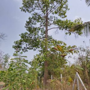 出售地皮-泰国-乌泰他尼-56000-平方米-0-01