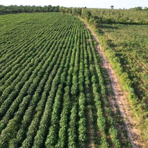 出售地皮-泰国-乌隆-152000-平方米-1.6-01