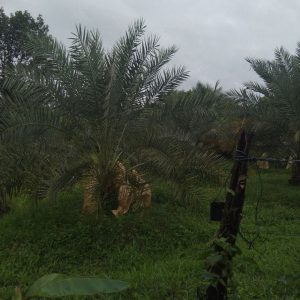 出售地皮-泰国-乌隆-7200-平方米-32.15-01