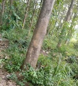 出售地皮-泰国-佛丕-10096-平方米-17.69-01