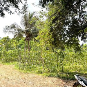 出售地皮-泰国-佛丕-14400-平方米-36.92-01