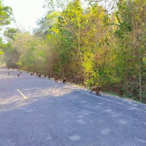 出售地皮-泰国-佛丕-340424-平方米-4.72-01