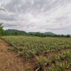 出售地皮-泰国-佛丕-92868-平方米-10.72-01