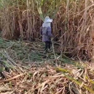 出售地皮-泰国-农磨喃普-26204-平方米-0.2-01