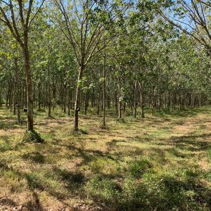 出售地皮-泰国-北柳-192800-平方米-16.03-01