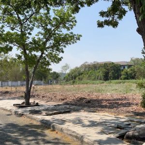 出售地皮-泰国-北柳-1960-平方米-139.95-01