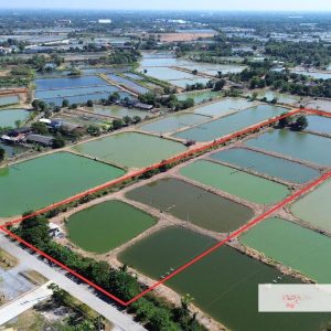 出售地皮-泰国-北柳-22856-平方米-55.52-01