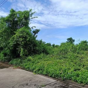 出售地皮-泰国-北柳-240-平方米-79.29-01