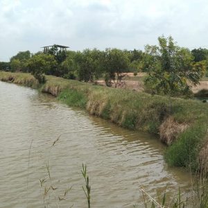 出售地皮-泰国-北柳-273504-平方米-6.86-01