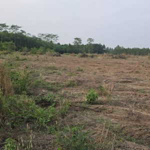 出售地皮-泰国-北柳-30440-平方米-31.09-01