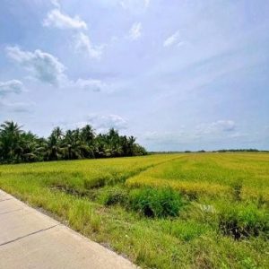 出售地皮-泰国-北柳-32336-平方米-0-01