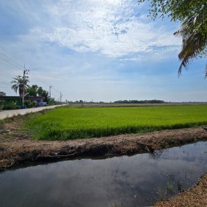 出售地皮-泰国-北柳-3804-平方米-35.18-01