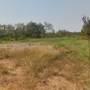 出售地皮-泰国-北柳-800-平方米-36.43-01