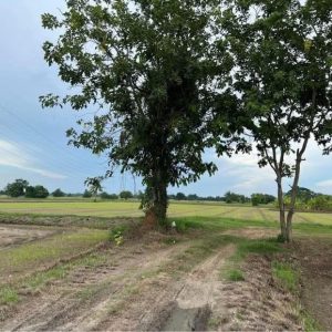 出售地皮-泰国-北标-16516-平方米-31.15-01