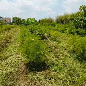 出售地皮-泰国-北标-29097.6-平方米-19.46-01