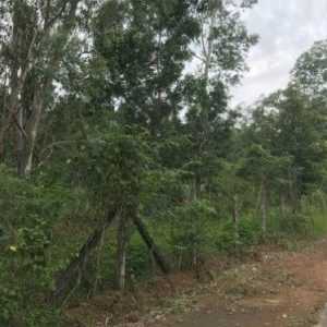 出售地皮-泰国-北标-36800-平方米-0.38-01