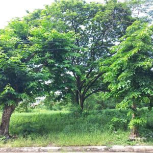 出售地皮-泰国-北榄-1828-平方米-137.86-01