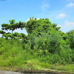 出售地皮-泰国-北榄-244-平方米-154.58-01