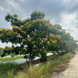 出售地皮-泰国-北榄-27200-平方米-81.43-01