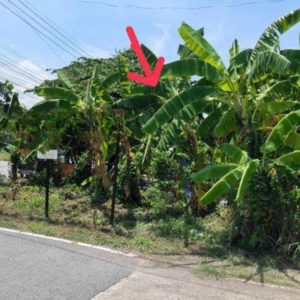 出售地皮-泰国-北榄-3764-平方米-257.15-01