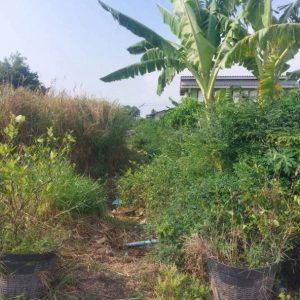 出售地皮-泰国-北榄-632-平方米-108.46-01