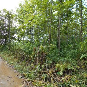 出售地皮-泰国-北碧-4000-平方米-3-01