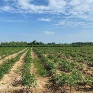 出售地皮-泰国-北碧-44800-平方米-7.6-01