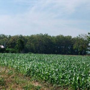 出售地皮-泰国-华富里-11084-平方米-6.2-01