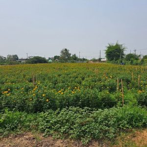 出售地皮-泰国-华富里-152000-平方米-9.03-01