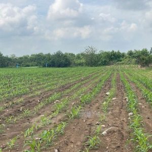 出售地皮-泰国-华富里-1600-平方米-3.23-01