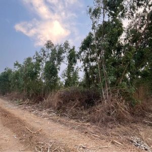 出售地皮-泰国-叻丕-230788-平方米-7.43-01