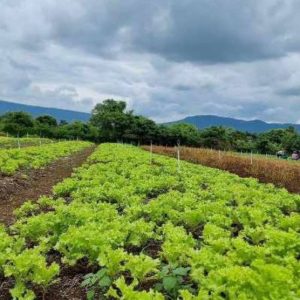 出售地皮-泰国-呵叻-11200-平方米-41.2-01