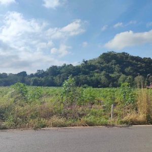 出售地皮-泰国-呵叻-11200-平方米-45.95-01