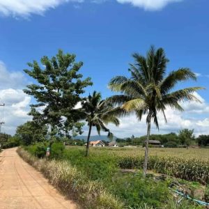 出售地皮-泰国-呵叻-12800-平方米-16.09-01