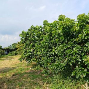 出售地皮-泰国-呵叻-13532-平方米-53.58-01